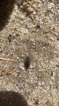 Sifting Metallic Wood-borer thumbnail 1