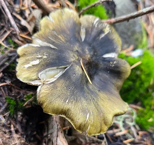 Tricholoma atrofibrillosum