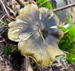 Tricholoma atrofibrillosum thumbnail 1