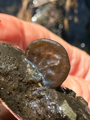 Cricotopus nostocicola