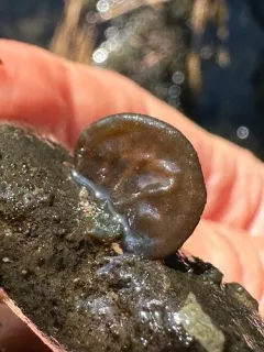 Cricotopus nostocicola thumbnail 1