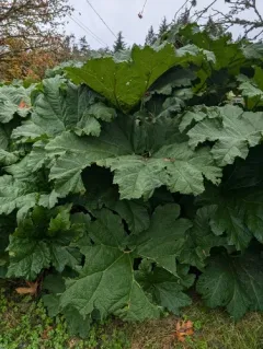 giant rhubarb thumbnail 4