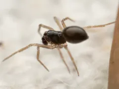 Tachygyna ursina thumbnail 4