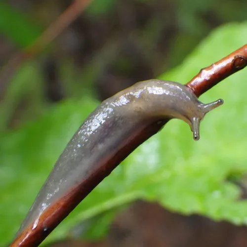Tree slug
