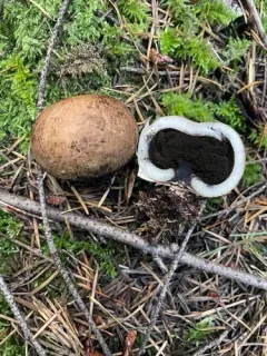 Schenella simplex thumbnail 3