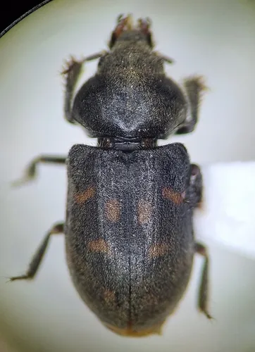 Heterocerus gemmatus