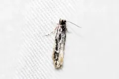 Leucomele miriamella thumbnail 2