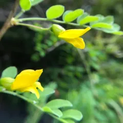 Siberian peashrub thumbnail 2