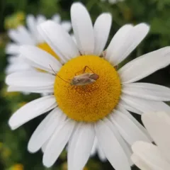 Alfalfa Plant Bug thumbnail 4