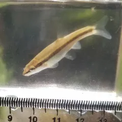 Eastern Blacknose Dace thumbnail 3
