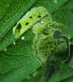 Agromyza pseudoreptans thumbnail 4