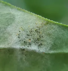Peony Powdery Mildew thumbnail 4