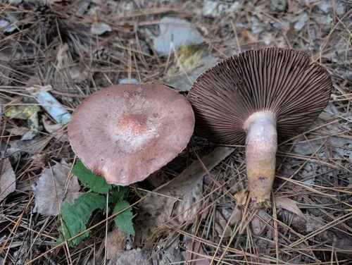 Brownish Chroogomphus