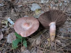 Brownish Chroogomphus thumbnail 1