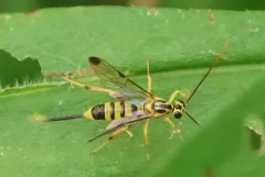 Lycorina glaucomata thumbnail 4