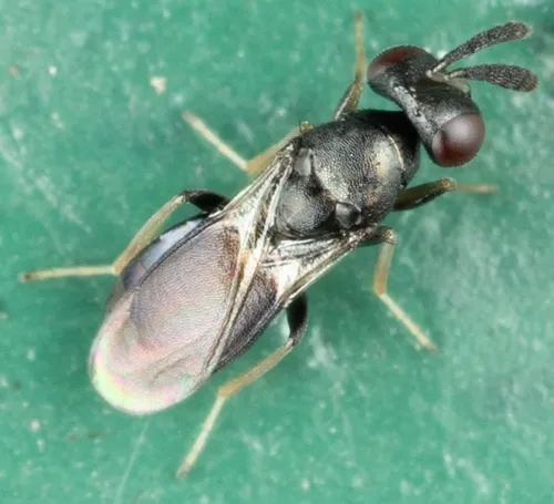 Dahlbominus fuscipennis