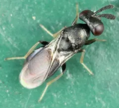 Dahlbominus fuscipennis thumbnail 1
