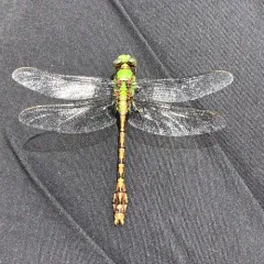 Rusty Snaketail thumbnail 1