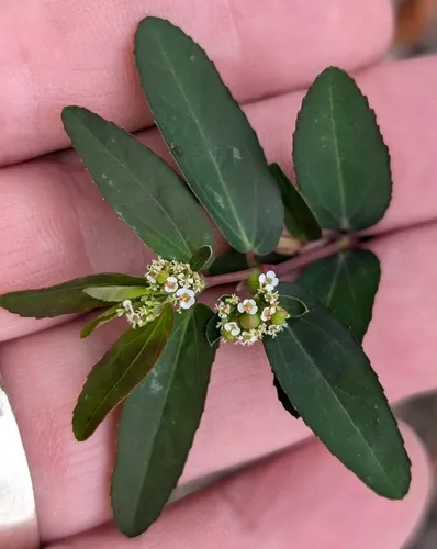 graceful spurge