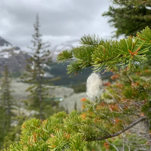 Mountain Goat
