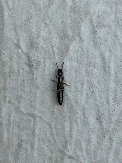 Long-bellied Rove Beetle thumbnail 2