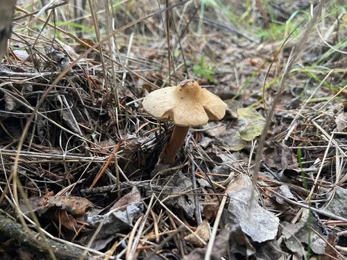 Inocybe pseudoscabelliformis