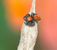 Cardinal Jumping Spider thumbnail 3
