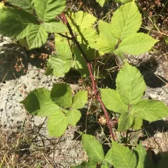 Himalayan Blackberry thumbnail 2