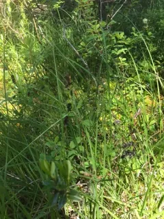 Several-flowered Sedge thumbnail 3