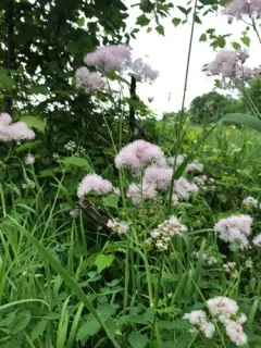 French meadow-rue thumbnail 2