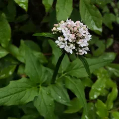 Sitka valerian thumbnail 3