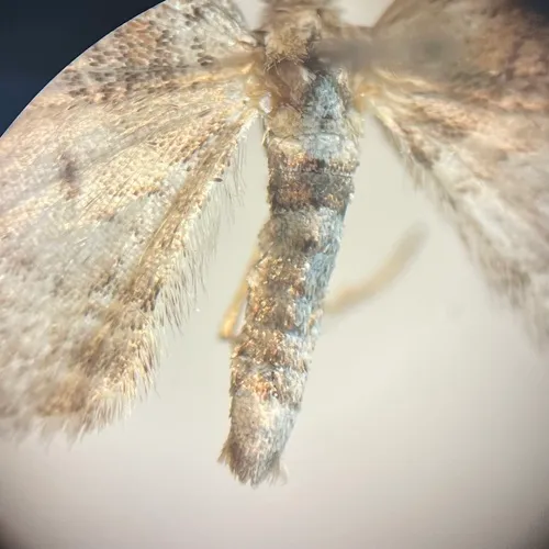 Spruce Cone Geometer