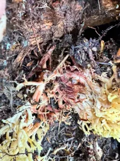 Ramaria rubribrunnescens thumbnail 1
