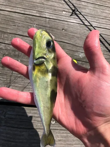 Smooth Puffer