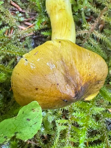 Tricholoma viridilutescens