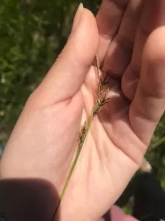 woodrush sedge thumbnail 2