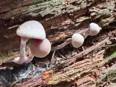 Cortinarius barlowensis thumbnail 4