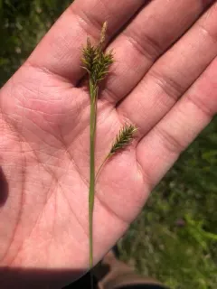 woodrush sedge thumbnail 4