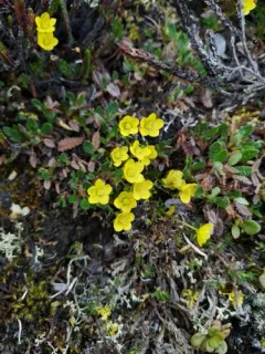 thymeleaf saxifrage thumbnail 1