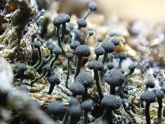 Chaenothecopsis tsugae thumbnail 2