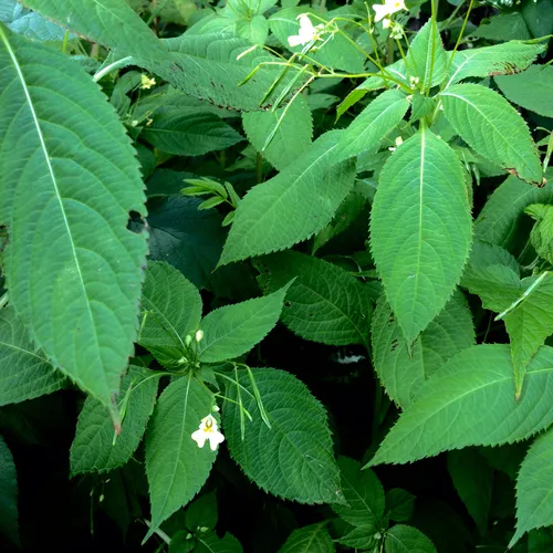 small balsam