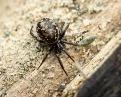 White-spotted False Widow thumbnail 3