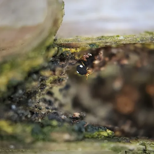Sminthurinus quadrimaculatus
