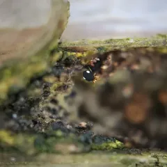 Sminthurinus quadrimaculatus thumbnail 1