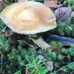 Conifer roundhead thumbnail 4