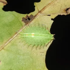 Crowned Slug Moth thumbnail 4