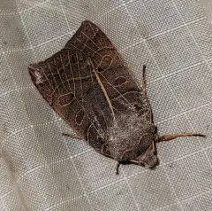 Silky Sallow thumbnail 3