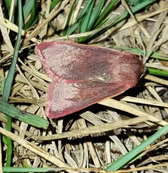 Pink Sallow thumbnail 2
