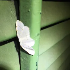 Lesser Maple Spanworm Moth thumbnail 4