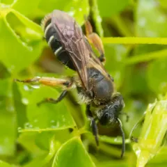 Wilke's Mining Bee thumbnail 2